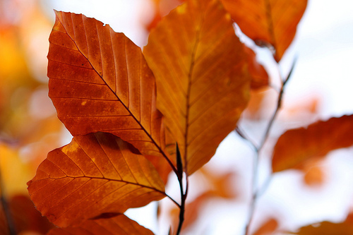 Autumn leaves