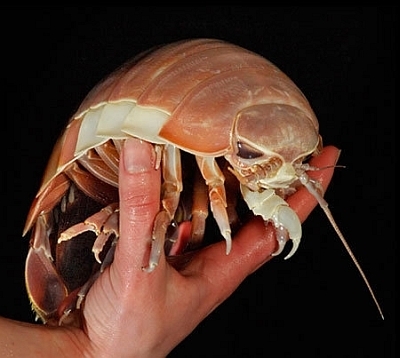 aquatic woodlouse