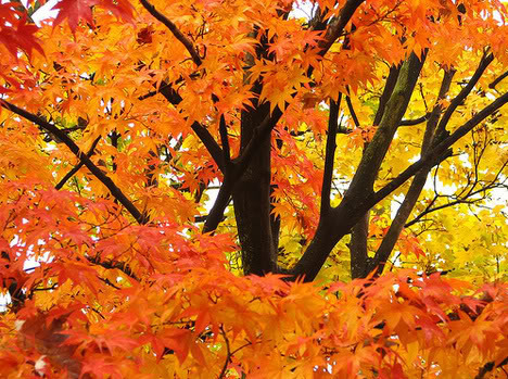 thanksgivingleaves Pictures, Images and Photos
