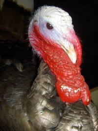 turkey head