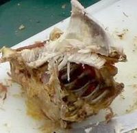 Turkey-carcass