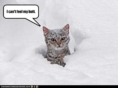 Snow Cat