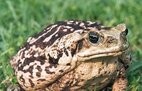 File:Cane-toad.jpg