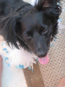 Riley Hanukkah collar