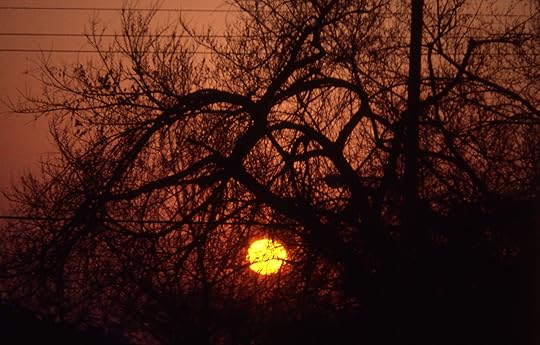 sun-through-branches.jpg