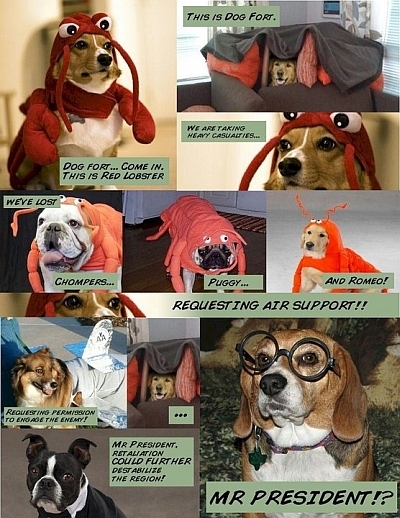 dog fort