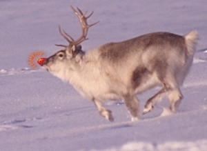 Rudolph has to hurry up, Christmas is coming s...