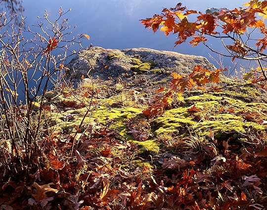 moss-on-rock-morning.jpg