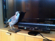 kinect-opt.jpg