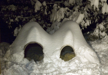 buried dogloos