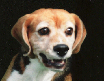 Beagle Joy