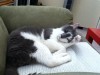 Kit!