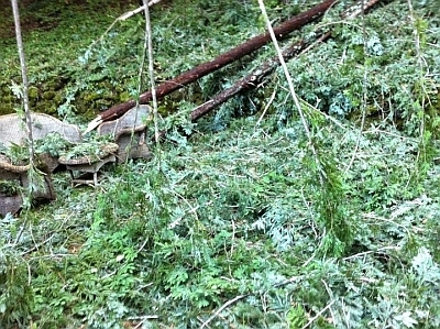 redwoods