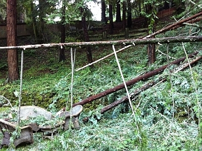 redwoods