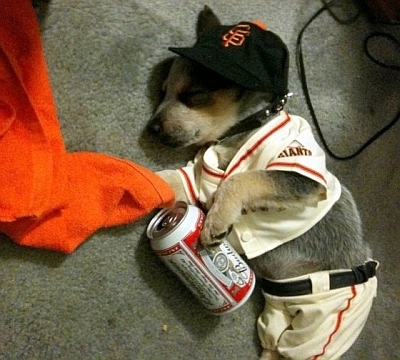 giants pup
