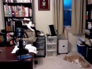 Every writer/podcaster needs cat supervision