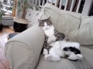 Image and video hosting by TinyPic