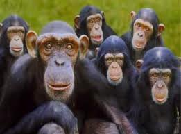 chimps