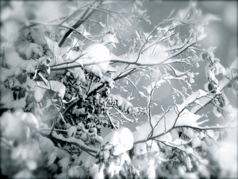 snowbranch.jpg