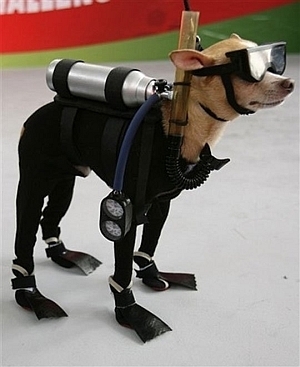 Diving Dog