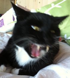 mittens_opt.jpg