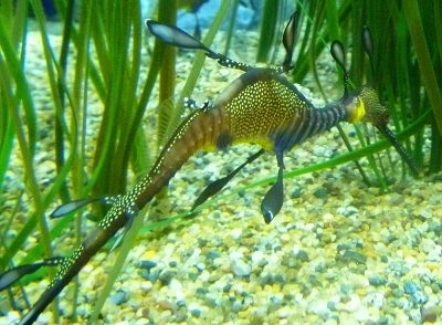 Seahorse!