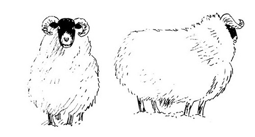 Ram