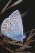 400px-Polyommatus_icarus1.jpg