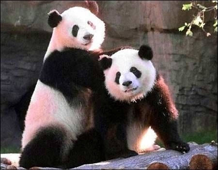 Pandas