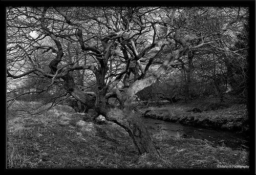 tangled trees