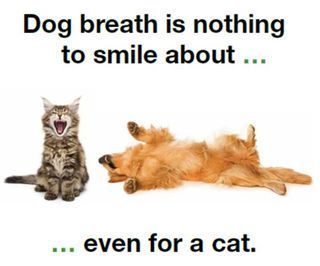 Pet Dental Health