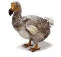 Dodo_bird