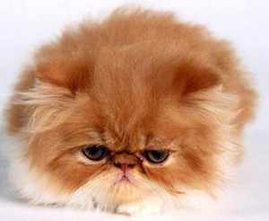 surlycat