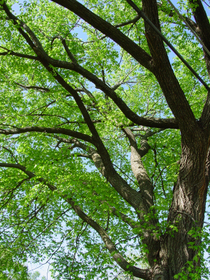 elm tree