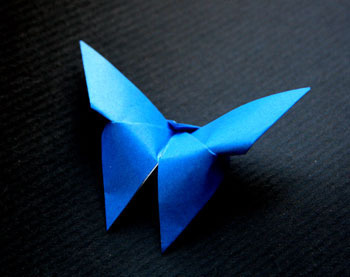 butterfly_ay