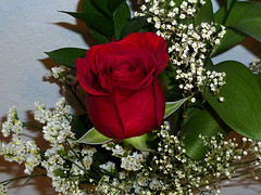 Single Rose - Day 11 of 14