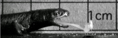 salamandertongue.jpg