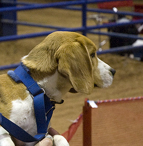 Dart contemplates the Standard Course with much intent