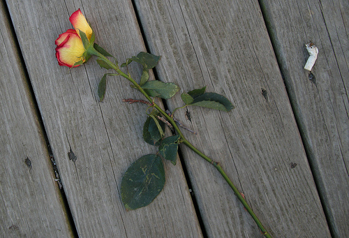 rose and cigarette