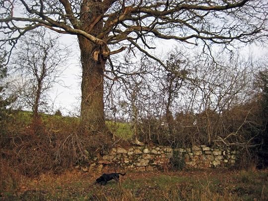 Small dog big tree