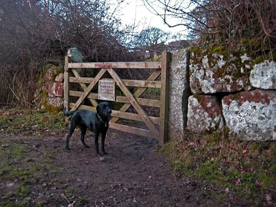 A muddy dog at the gate