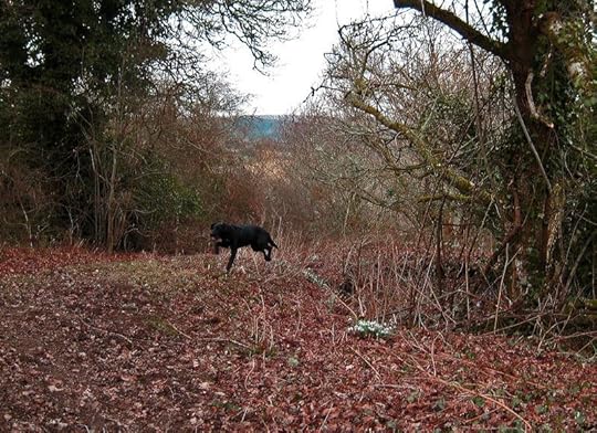 Tilly and the Snowdrops