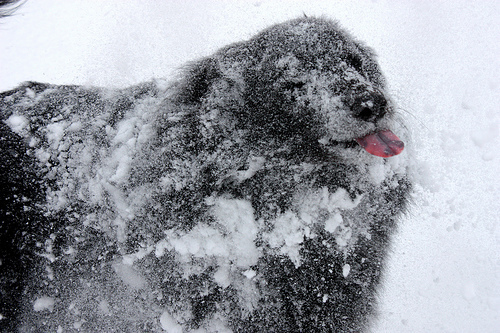 Catching Snowflakes on Tongue