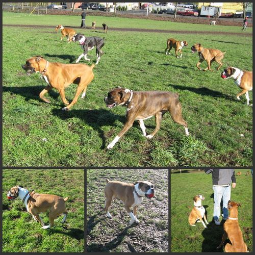 Boxer Meetup Collage 2.19.11