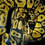 26880_10150184897770305_741015304_11941067_2338710_n