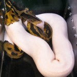 26880_10150184897795305_741015304_11941070_1632581_n