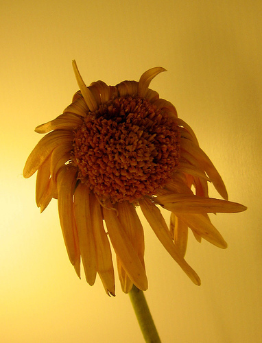 The Little Sad Flower