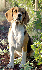 ConneryBeagle