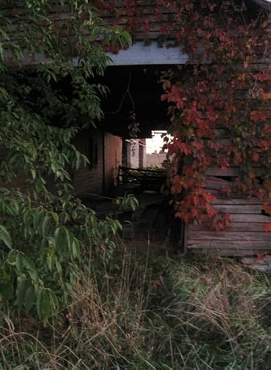 old barn with Virgina creeper