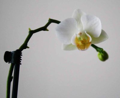Orchid_5
